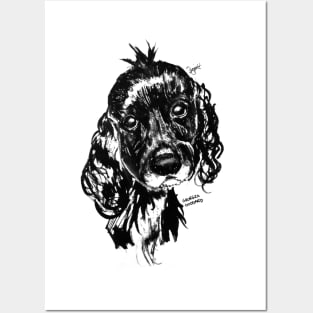 Sprocker Spaniel Ink Portrait Posters and Art